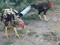 Chickens — photo 4