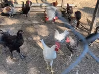 Marans — 6-rasm