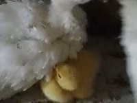 Ducks — फ़ोटो 2