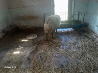 Oveja, Ovejas — foto 2