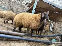Qoç, Qoyunlar — foto 3