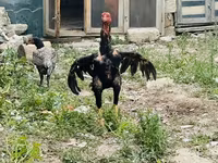 Chickens — photo 1
