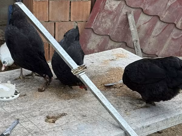 Chickens