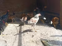 Chickens — 照片 4