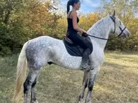 Cavalo, Andalusian horse — foto 3