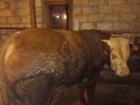 牛只（批次，未指定性别）, Cattle — 照片 3