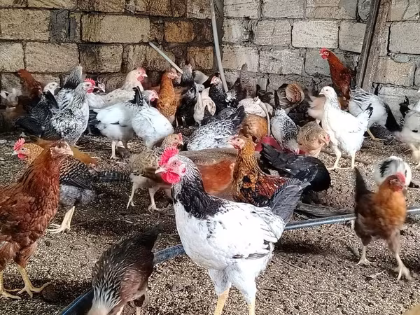 Chickens