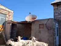 Dişi keçi, Saanen goat — foto 4