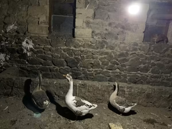 Geese
