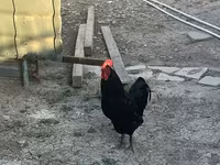 Chickens — foto 2