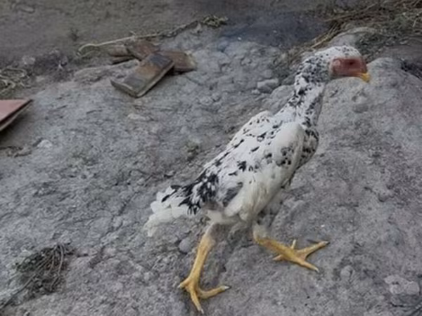 Shamo chickens