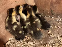 Domestic Muscovy — photo 1