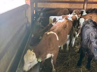 أبقار (دفعة، الجنس غير محدد), Simmental cattle — الصورة 1