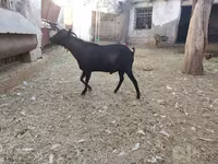 Koza, Murcia-Granada goats — foto 3
