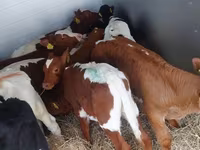 Bulle, Simmental cattle — Foto 4
