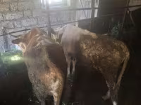 Cattle (batch, sex not specified), Cattle — photo 2