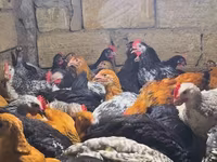 Chickens — foto 1