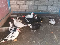 Ducks — Foto 1