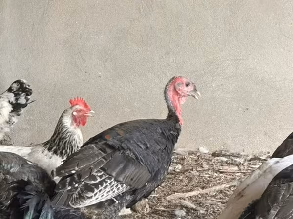 Turkeys