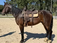 Caballo, Morgan — foto 4