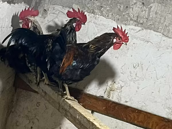 Chickens — Azərbaycan