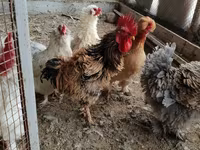 Chickens — الصورة 3