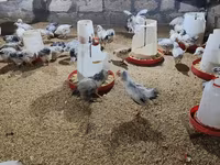 Chickens — الصورة 6