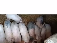 خنزيرة, Крупная белая — الصورة 1