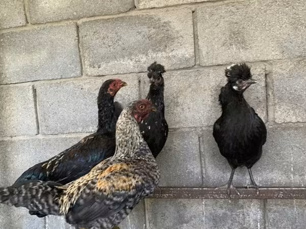 Gallinas Shamo