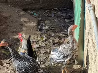 Chickens — foto 3