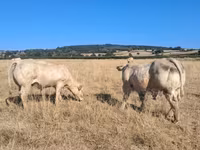 Buğa, Kasta inəyi — foto 8