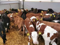 Bovinos (lote, sexo no especificado), Raza Holstein — foto 6