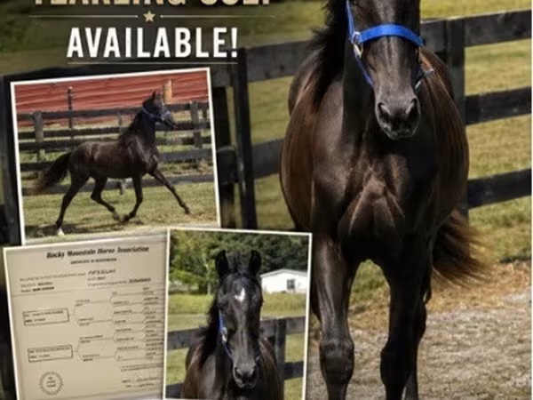 घोड़ा, Rocky Mountain Horse