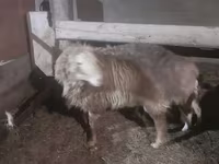 Baran, Hissar sheep — zdjęcie 2