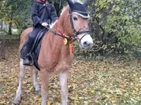 Aygʻir, Haflinger — 2-rasm