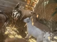 Cabra, Cabras — foto 4