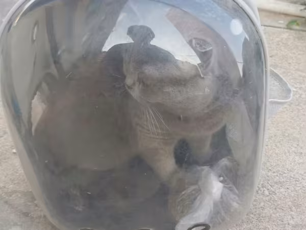 Her iynesi vurulub 11 ayliq pisiydi