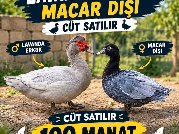 domácí kachna pižmová