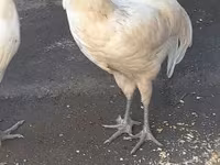 Australorp — foto 3
