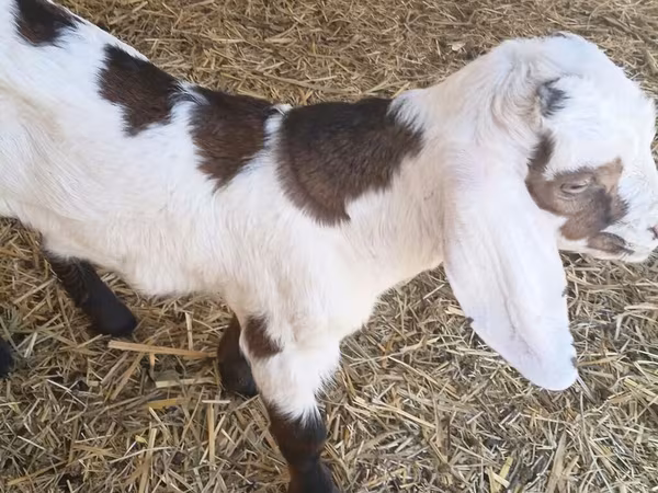 Keçi, Nubian Goat
