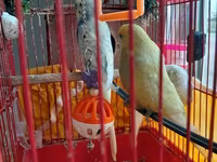 Papuqaylar _ (boz-mavi və açıq sarı rəngli cüt) - Komplekt: metal — Foto 2