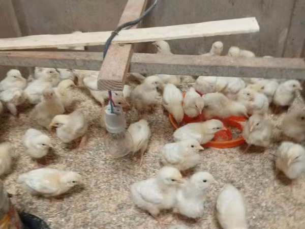 Chickens