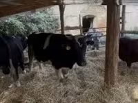 公牛, Holstein breed — 照片 4