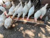 Chickens — photo 1