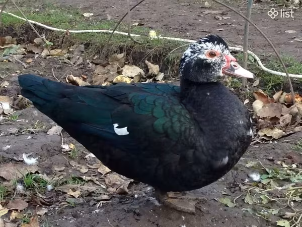 Ducks