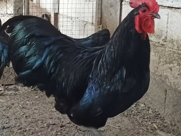 Chickens — Azerbaijan