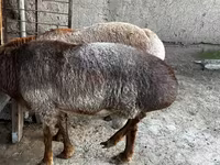 Qoyunlar (partiya, cinsi göstərilməyib), Qoyunlar — foto 4