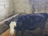 Bulle, Holstein-Rasse — Foto 1