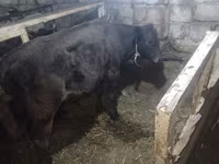 Toro, Aberdeen-Angus — foto 4