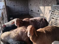 Widder, Edilbay sheep — Foto 6